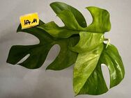 H7M - Rhaphidophora Tetrasperma Variegata - Monstera Minima MINT-MARBLE - Zimmerpflanzen - Rarität - Köln