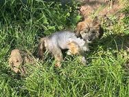 Süße/r Chinese Crested Welpies suchen ihr Traum zuhause - Seßlach