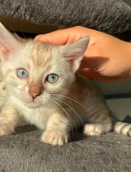 Bengal Snow Seal Mink Kitten Reinrassig zur Reservierung frei - Werther (Westfalen) Zentrum