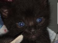 Katzenbaby/Babykatze/ Kitten - Rehlingen-Siersburg