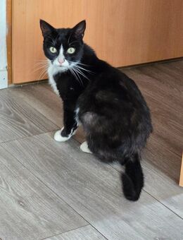 Katze mimi in gute Hände abzugeben - Großheide