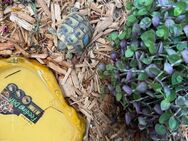 Griechische Landschildkröten abzugeben - Gießen