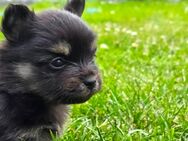 Pomeranian Yorkshire Welpen - Faßberg