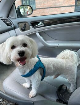 Liebevoller Malteser, 8 Jahre - sucht ein schönes Zuhause - Berlin Charlottenburg-Wilmersdorf