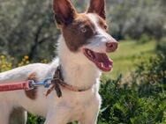Xisco ein wunderschöner Podenco - Berlin