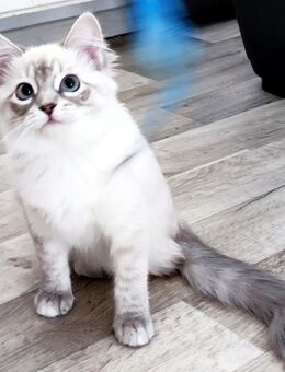 Reinrassige Ragdoll Mädls - Ingolstadt