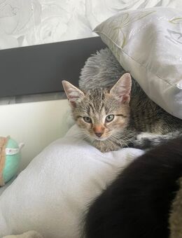 Filou sucht ein neues zuhause - Hechthausen