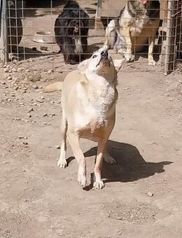 Blondie 🐕❤️ - Rambin