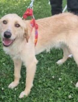 Toby aus Kalabrien - Rieden (Rheinland-Pfalz)