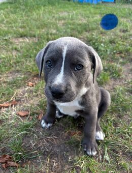 Stafford-Bolteria-Labrador-Mix-Welpe, 2,3 Monate alt, lieb & menschenbezogen - Garz