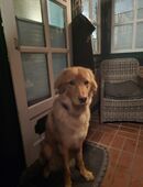 Aktiver junger blonder Hovawartrüde sucht ein sehr gutes neues zu Hause in 23769