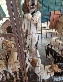 Marie - gerettet und doch übersehen - Frankfurt (Main) Niederrad