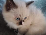 Ragdoll kitten weiblich - Bad Füssing