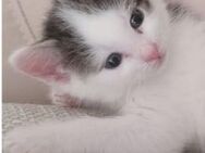 Katzenbabys - Zehdenick