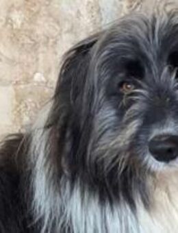 Gordie, unser kleiner Wuschelkopf 🐾 - Elsdorf (Nordrhein-Westfalen)