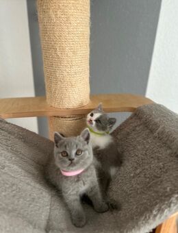 BKH kitten britisch kurzhaar - Mannheim