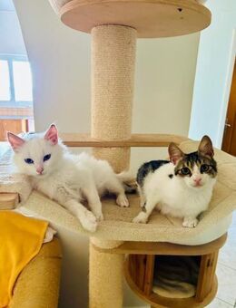 Caesar und Nemo aus dem Tierschutz - Grevenbroich