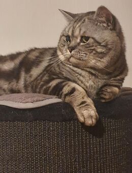 Wunderschöner reinrassiger Bkh silver Tabby classic - Boden