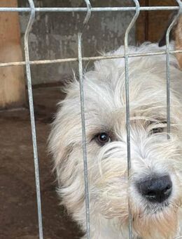 Maddie sucht ihre Menschen 🐾 - Elsdorf (Nordrhein-Westfalen)