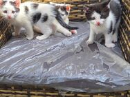 Katzenbabys - Seegebiet Mansfelder Land