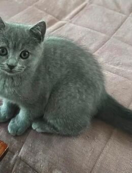 Reinrassige BKH Kitte zu verkaufen - Bramsche