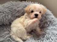 Bichon Malteser - Rottenburg (Neckar)