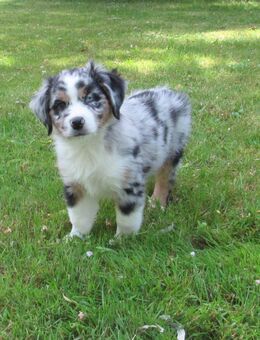 Mini Aussie Welpen Miniatur Australian Shepherd Welpen Welpe - Meßkirch