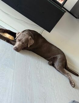 Labrador-Welpe mit viel Herz abzugeben - Köln