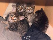 Babys suchen ein neues Zuhause - Bremen