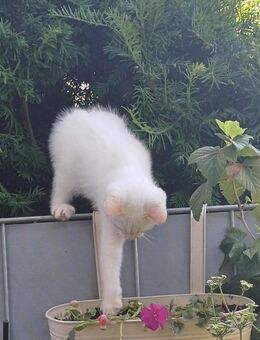 Katzenbabys zu verkaufen - Boppard