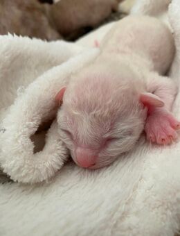 Reinrassige Cornish Rex Kitten ähnlich Sphynx zu verkaufen - Zwickau