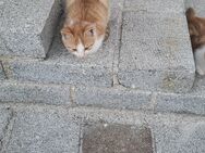Kitten Babykatze - Hauzenberg
