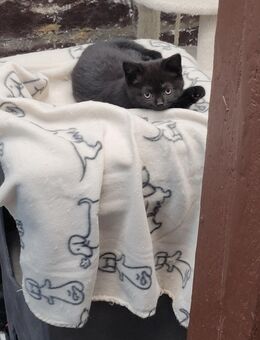 Britisch kurzhaar kitten - Reutlingen