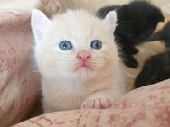 Kitten BKH American Curl mix Katzenbaby - Großenhain