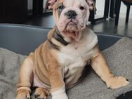 Reinrassige Englische Bulldogge Welpen - Wiesbaden