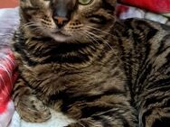 Bengal?-Mix sucht dringend ein Happy End Zuhause - Viersen