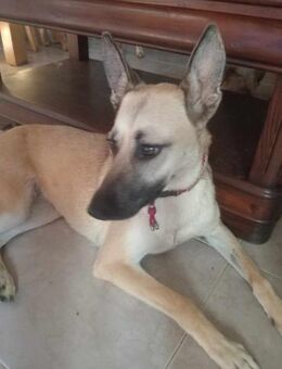 PRINCESA wünscht sich ihre Familie - Sulzfeld (Baden-Württemberg)