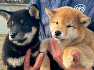 Kleiner Shiba Inu welpe 2Mo mit Papieren abholbereit! - Öhringen