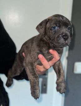 Presa Canario Welpen - Duisburg