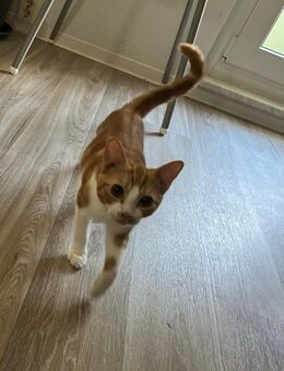 Junger Kater, geboren am 13.02.2025, in gute Hände abzugeben - Strausberg Zentrum