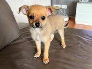 Reinrassige Chihuahua Welpen - Buseck