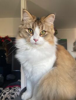 Maine-Coone / Ragdoll Katze abzugeben - Halle (Saale)