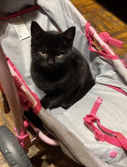 🐾 Süße 12-wöchige Kitten suchen ein liebevolles Zuhause 🐾 - Gelsenkirchen