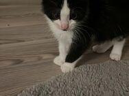 Kitten suchen ab sofort ein neues Zuhause - Bottrop