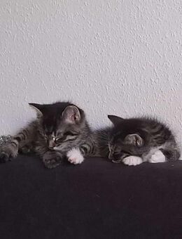 Maine Coon Mix Kitten - Neustadt (Sachsen)