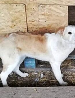 Tilly, lieb und freundlich - Bonndorf (Schwarzwald)