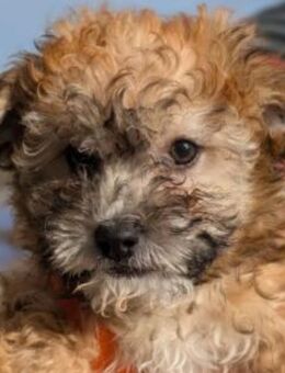 Zauberhafter Welpenjunge 10 H - Kallmünz