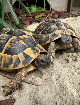 Griechische Landschildkröte 2 WEIBCHEN 19 Jahre alt (Testudo hermanni) - Kirchdorf (Amper)