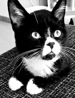 Kater sucht ein Zuhause - Oberhausen