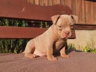 American Bully ABKC - Sundern (Sauerland)